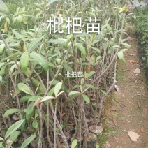 枇杷树30~50cm