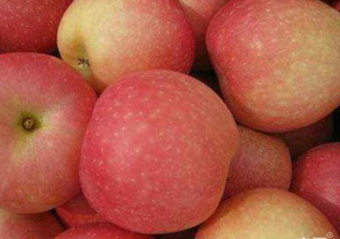 美八苹果特写展示图