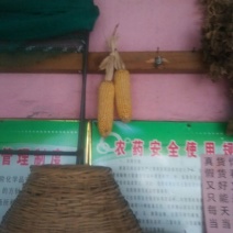 玉米纤维