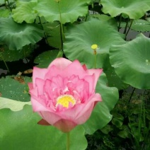 莲子壳