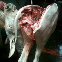山东鲜驴肉质量保证，肉质鲜美，全国供应欢迎采购