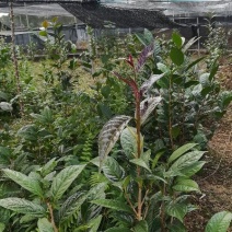 茶花苗金花茶苗