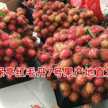 毛丹2cm以上