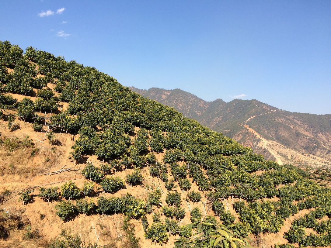 无人机航拍视角下的凯特芒种植园,成片的凯特芒树整齐排列,树叶浓绿,部分果树挂满紫红色的成熟果实,农民正在田间进行采收作业,远处是青山环绕的山谷地貌,阳光明媚,展现生态农业的繁荣景象 凯特芒果园航拍景观图