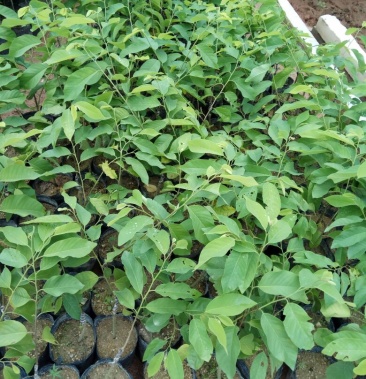 番荔枝苗 30~50cm庭院阳台盆栽地栽树苗