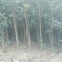 金桂花树苗120cm以上