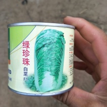 大白菜种子