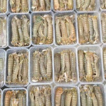 皮皮虾冰鲜虾