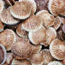 扇贝食用鲜活5~10只/kg