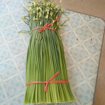 韮苔20~30cm