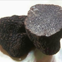 块菌