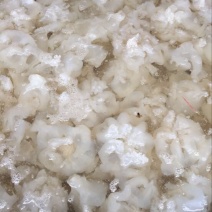 海蜇食用鲜活