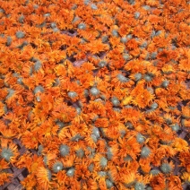 金丝皇菊茶二级