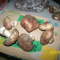 草菇5~6cm以上