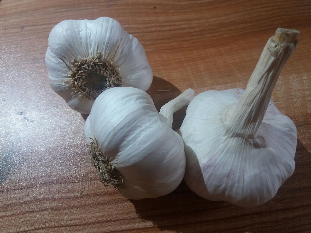并排摆放的新鲜红头蒜与普通白皮蒜对照图,左侧为红头蒜整头(直径约5.2cm,外皮紫红泛褐,表皮褶皱明显),右侧为白皮蒜整头(直径约5.0cm,外皮纯白略带蜡质光泽),两者均带少量干枯须根,置于原木纹理背景板上,光线柔和均匀,无阴影遮挡,突出颜色、质地、形态差异 红头蒜与白蒜对比图