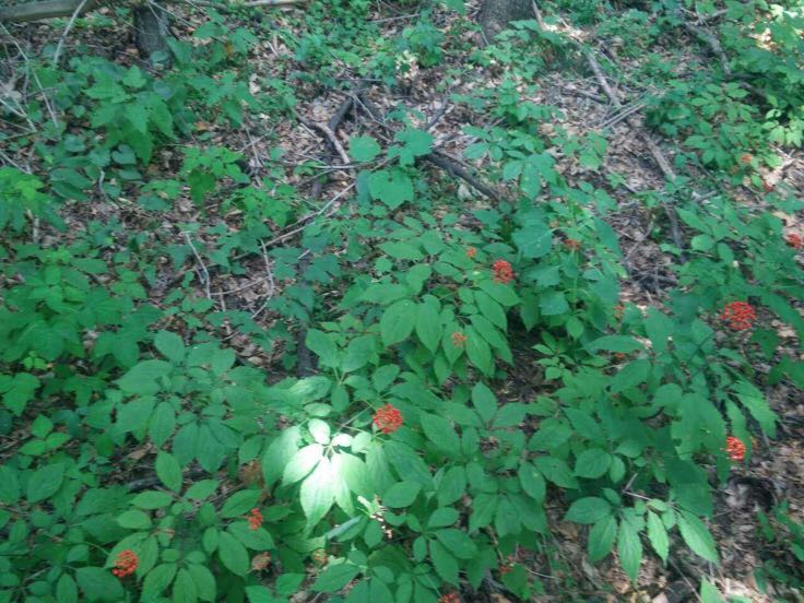 林下参生长环境航拍图