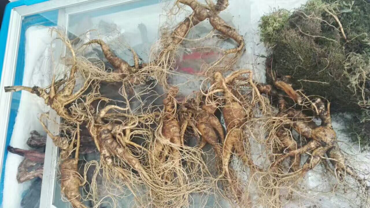 林下参不同品种对比图