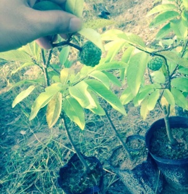 番荔枝苗 30~50cm嫁接树苗!优良品种.