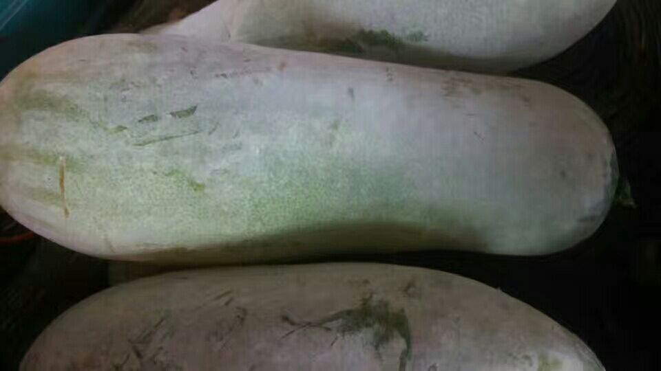 冬瓜皮特写展示其浅白色表皮和纹理结构 冬瓜皮特写