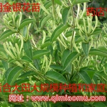 金银花1米以下