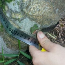 沉香树141~170cm