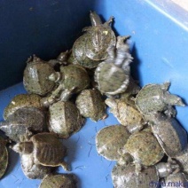 鳖苗雄人工养殖