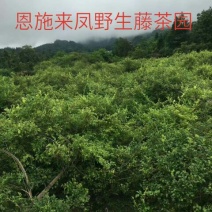 野生藤茶