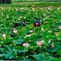 莲子壳