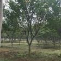 百日红2~4cm2.5~3米2~3米