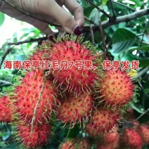 毛丹2cm以上