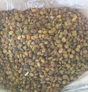 苦豆子甘肃民勤沙漠苦豆子高原苦豆子野生植物