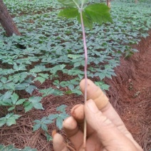 三七苗10~20cm