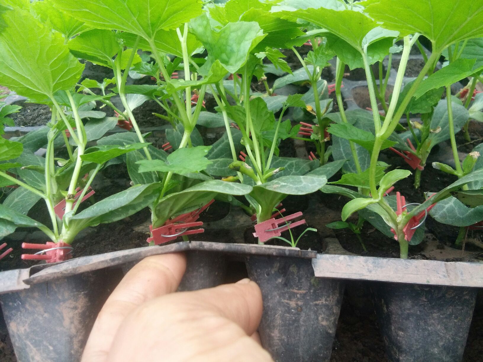 苦瓜幼苗苗床管理