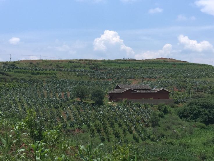 会理石榴果园全景