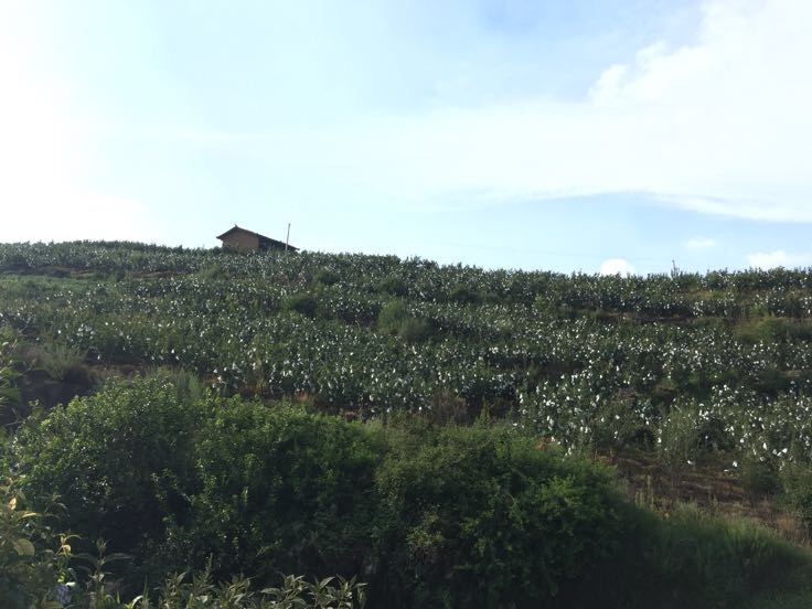 石榴树在丘陵坡地上的生长状态