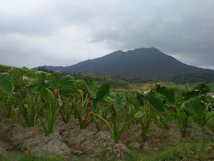 农户在江苏淮安涟水县香芋种植基地手工采挖成熟香芋：土壤湿润疏松，露出的香芋块茎表皮呈灰褐色带浅褐色鳞片，大小均匀如成人拳头，根须洁净，旁有竹编箩筐盛放刚出土的芋头