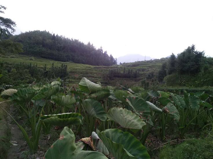 云南红河哈尼梯田生态种植芭蕉芋实景,展示其耐旱特性与典型紫脉宽叶形态,块茎部分露出土表呈现自然生长状态 云南红河梯田生态种植的芭蕉芋植株,高大挺拔,叶片宽大呈椭圆形,叶脉紫红色,根部膨大块茎部分裸露于红壤表面,可见自然龟裂纹
