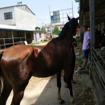 伊犁马400~500kg