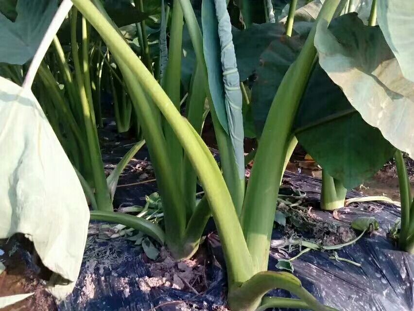 荔浦芋头丰收场景航拍图