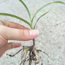 三叉白芨种苗紫花宽叶高产