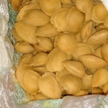 山杏核甜核