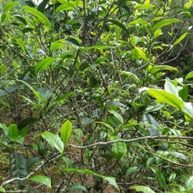 普洱茶特级