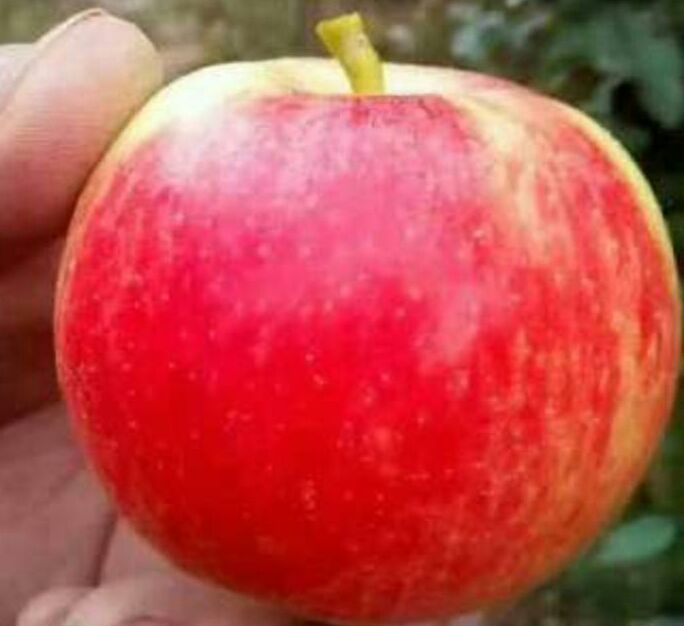 一颗成熟的美八苹果特写,果面光滑,呈现红黄相间的条纹状色泽,阳光照射下显得晶莹剔透。果柄完整,叶片翠绿,背景虚化,突出果实的新鲜质感 美八苹果特写照片