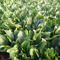 大叶菠菜25~30厘米