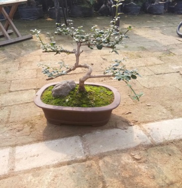 童子功造型迎春花龙爪虎蹄小叶甘小欢迎各位