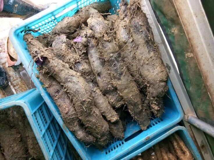 新鲜山药堆放在竹筐中，背景为田园风光