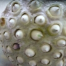 莲子壳
