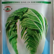 白菜种子