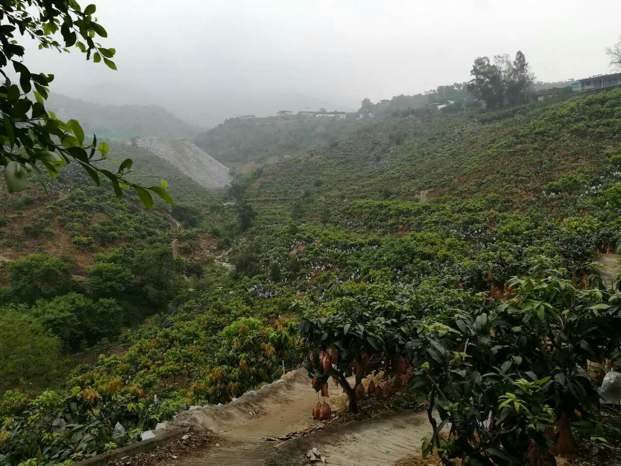 凯特芒果园种植场景