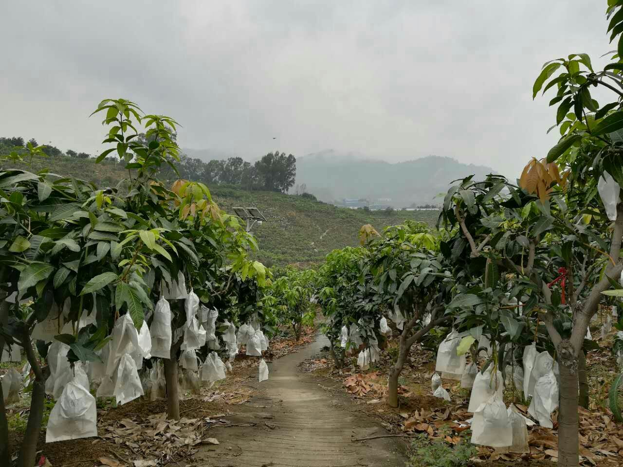 凯特芒果园实景